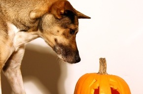 VIER PFOTEN - Stiftung für Tierschutz: Gruselspass stresst viele Haustiere