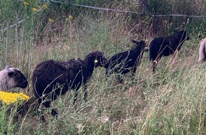 Polizei Steinfurt: POL-ST: Ibbenbüren, Polizisten im tierischen Einsatz: fünf Schafe eingefangen