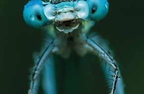 Naturama Aargau: Aarauer Naturfilmtage im Naturama mit dem Schwerpunkt Insekten