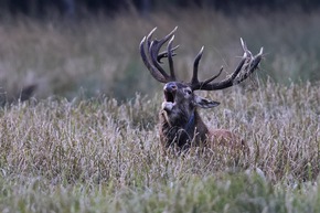 🦌 Sensation: Rothirsch-Wanderung in Schleswig-Holstein erstmals mit GPS-Sender erfasst