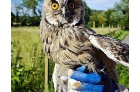 Polizeidirektion Landau: POL-PDLD: Verletzter Turmfalke und Waldohreule wieder in Freiheit entlassen