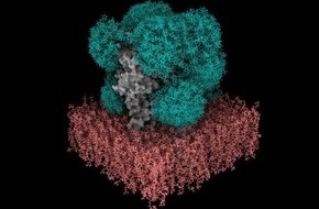 Universität Bremen: Schnellere Arzneimittelentdeckung mit GlycoSHIELD