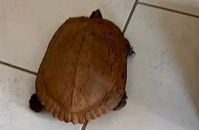Polizeidirektion Flensburg: POL-FL: Schafflund: Schildkr&ouml;te am Fahrbahnrand aufgefunden