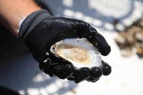 Ein Fest für jeden Geschmack:  Floridas skurrile, wundervolle und einzigartige Events