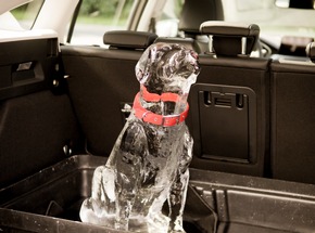 Neue Technologie von Ford schützt Kinder und Haustiere im Auto vor gefährlichem Hitzschlag