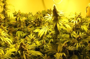 Polizeidirektion Bad Segeberg: POL-SE: Uetersen   / Sicherstellung einer Cannabisindoorplantage in Uetersen