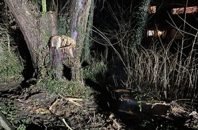 Freiwillige Feuerwehr Werne: FW-WRN: Brennender Baum am Hansaring