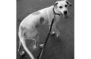 Polizeiinspektion Hameln-Pyrmont/Holzminden: POL-HM: Fund-Hund-Unterschlagung