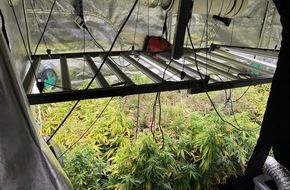 Polizei Rhein-Erft-Kreis: POL-REK: 250429-2: Mehrere Cannabispflanzen bei Durchsuchungen sichergestellt