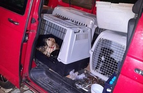 Bundespolizeidirektion München: Bundespolizeidirektion München: Welpentransport gestoppt/ Bundespolizei befreit acht Hunde aus misslicher Lage