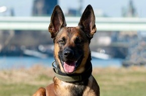 Polizei Köln: POL-K: 250703-2-K Polizeihund Loki stellt Kiosk-Einbrecher - 34-Jähriger festgenommen
