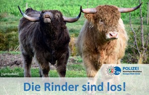 Kreispolizeibehörde Ennepe-Ruhr-Kreis: POL-EN: Sprockhövel- Die Rinder sind los