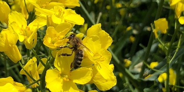 Universität Hohenheim: Bienen-Volksbegehren (BaWü): Experten begrüßen Reaktion des Landes