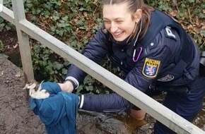 Polizeipräsidium Südhessen: POL-DA: Darmstadt: Polizistin rettet Küken aus Bachlauf und vereint gefederte Familie