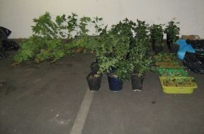 Polizeidirektion Hannover: POL-H: Nachtrag!
Cannabispflanzen in Wohnung entdeckt
	Chamissostraße / Hainholz