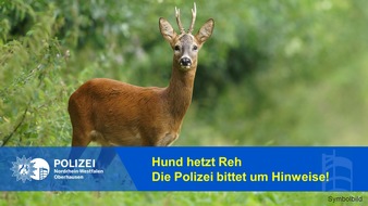 Polizeipräsidium Oberhausen: POL-OB: Hund hetzt Reh in Oberhausen
