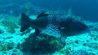 Leibniz-Zentrum für Marine Tropenforschung GmbH: Ferngesteuerte Unterwasservideos liefern neue Erkenntnisse über Laichansammlungen des Sattel-Forellenbarschs im Südpazifik