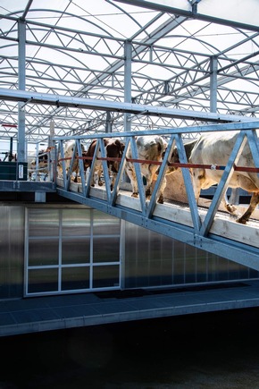 Kühe auf dem Wasser: Schwimmender Bauernhof in Rotterdam