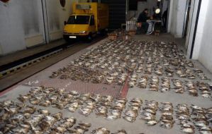 Komitee gegen den Vogelmord e. V.: LKW mit zehntausend toten Singvögeln gestoppt (mit Bild)