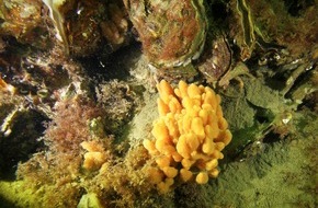Helmholtz-Zentrum Hereon: Meeresschw&auml;mme k&ouml;nnen Umweltgift in Fischen verringern