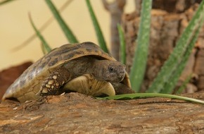 Zentralverband Zoologischer Fachbetriebe Deutschlands e.V. (ZZF): Faszinierende Reptilien