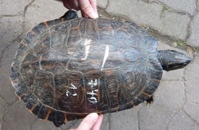 Polizeiinspektion Nienburg / Schaumburg: POL-NI: Wem gehört die Wasserschildkröte? -Bild im Download-
