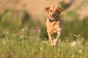 Bundesverband für Tiergesundheit e.V.: Babesiose-Gefahr für Hunde in Deutschland: Zecken sind Überträger der gefährlichen Krankheit