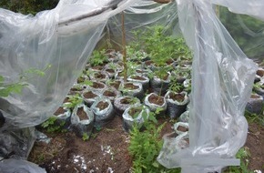 Polizeidirektion Bad Segeberg: POL-SE: Bönningstedt - Fund von Cannabispflanzen in Waldstück - Kriminalpolizei ermittelt