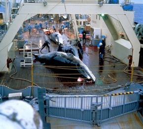 40 Jahre Walfangverbot: Wale sterben weiter