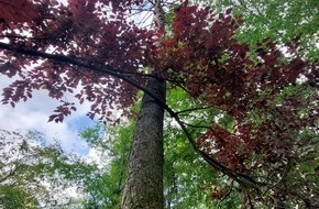 Baumpflege Kasper GmbH: Schädlingsbefall an Bäumen erkennen und mit den richtigen Maßnahmen vermeiden