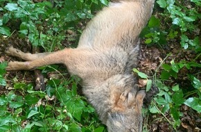 Polizeiinspektion Heidekreis: POL-HK: Schneverdingen: VW Golf auf der Friedensstraße beschädigt; Soltau: Streitigkeiten am Bahnhof - Polizei sucht Zeugen; Stübeckshorn: Wolf von Pkw erfasst (Foto anbei)