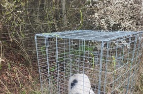 Polizeiautobahnstation Kaiserslautern und Zentrale Verkehrsdienste: POL-PASTKL: Schwein gehabt