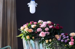 Blumenbüro: Topfrose ist Zimmerpflanze des Monats Juli / Träumen erlaubt! Märchenhaftes Wunderland mit Rosen