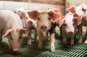 Bundesverband Rind und Schwein e.V.: Resilienz darf nicht am Hoftor enden/ Bundesverband Rind und Schwein fordert ganzheitliche Krisenvorsorge f&uuml;r die Nutztierhaltung
