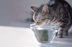 Bundesverband für Tiergesundheit e.V.: Diabetes mellitus: Wenn die Katze zu viel Zucker im Blut hat