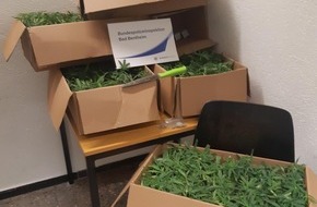 Bundespolizeiinspektion Bad Bentheim: BPOL-BadBentheim: 518 Cannabispflanzen beschlagnahmt