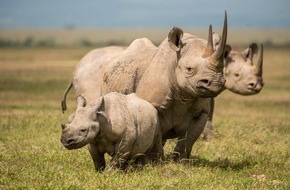 IFAW - International Fund for Animal Welfare: Zunahme der Nashornbestände in Kenia  und keine Wilderei-Vorfälle im Jahr 2020