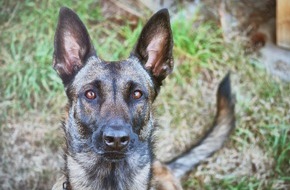 Polizei Köln: POL-K: 240320-3-K Polizeihund "Mayla" findet Lagerhaus-Einbrecher hinter Kartons - Festnahme