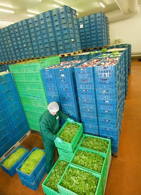 Lizenzfreie Fotos von der Bonduelle Salatproduktion / Der Salat- und Gemüsespezialist Bonduelle gibt Einblick in die Produktion der Freshcut Salate: &quot;Vom Feld in die Tüte&quot;