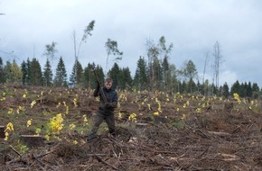Bergwaldprojekt e.V.: Etwa 170 Ehrenamtliche pflanzen mit dem Bergwaldprojekt e.V. in Braunlage standortheimische Bäume für eine naturnahe Waldentwicklung – für den Pflanztag am 20.04. werden noch Freiwillige gesucht