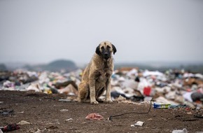 VIER PFOTEN - Stiftung für Tierschutz: Weltstreunertag: «Alle Hunde und Katzen verdienen ein liebevolles Zuhause»