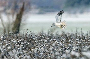 Heinz Sielmann Stiftung: PM In Deutschland vom Aussterben bedroht: Seltener Greifvogel ist aktuell Wintergast in Sielmanns Naturlandschaften Brandenburg