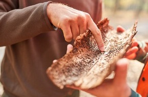 goodRanking Online Marketing Agentur: Sichere Fällarbeiten bei Schädlingsbefall an Gartenbäumen