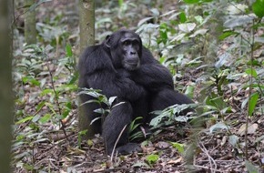 Universität Osnabrück: Studie der Uni Osnabrück: Schimpansen in Ost-Afrika behandeln Wunden mit Insekten