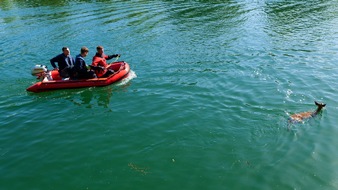 FW-DO: Feuerwehr rettet jungen Rehbock aus dem Kanal