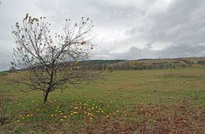 Deutsche Bundesstiftung Umwelt (DBU): DBU: Stiftungstochter schützt Forstberg