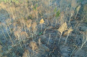 Deutsche Bundesstiftung Umwelt (DBU): Nachhaltigerer Umgang mit Sturmschäden in Wäldern