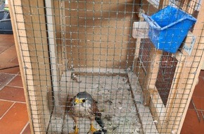 Polizeipr&auml;sidium Nordhessen: POL-KS: Turmfalke f&uuml;r 2.000 Euro auf Kleinanzeigenportal angeboten: Unter Artenschutz stehender Greifvogel befreit