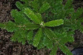 Forest Stewardship Council (FSC): Pünktlich zum Fest: FSC-zertifizierte c - Erweiterter FSC-Standard für Waldbewirtschaftung in Deutschland
