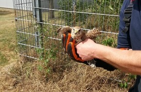 Freiwillige Feuerwehr Lage: FW Lage: Tierrettung / Verletzter Falke - 12.08.2019